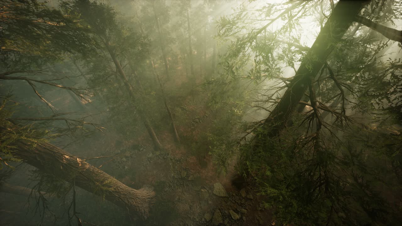 drone rompiendo a través de la niebla para mostrar la secuoya y el pino