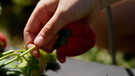 Girl-picking-strawberry-in-the-farm-4k