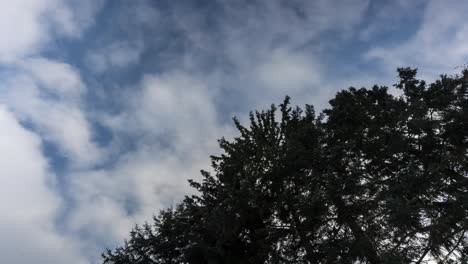 Nubes-Moviéndose-Sobre-Un-Cedro,-Hermoso-Paisaje-Timelapse