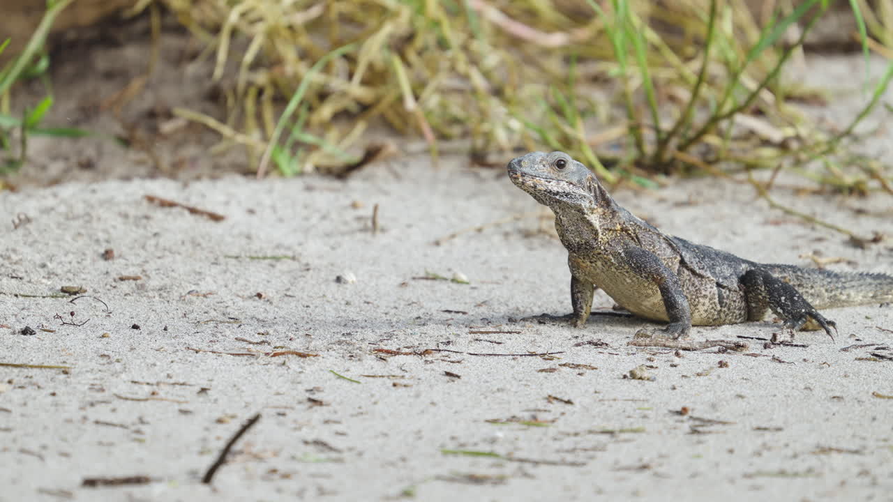 Iguana on Beach with Sand Fleas Jumping 2
