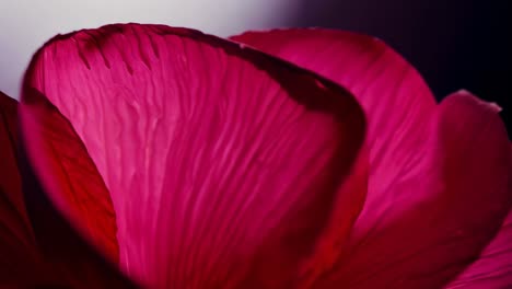 close-up of pink flower petals