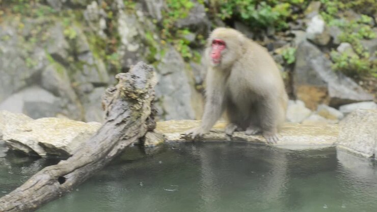 Japanese snow monkey - japanese macaque near onsen in Jigokudani Yaen-Koen in Nagano, Japan during the winter season