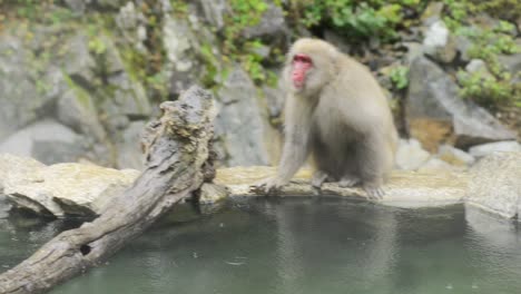 japanese snow monkey - japanese macaque near onsen in jigokudani yaen-koen in nagano, japan during the winter season