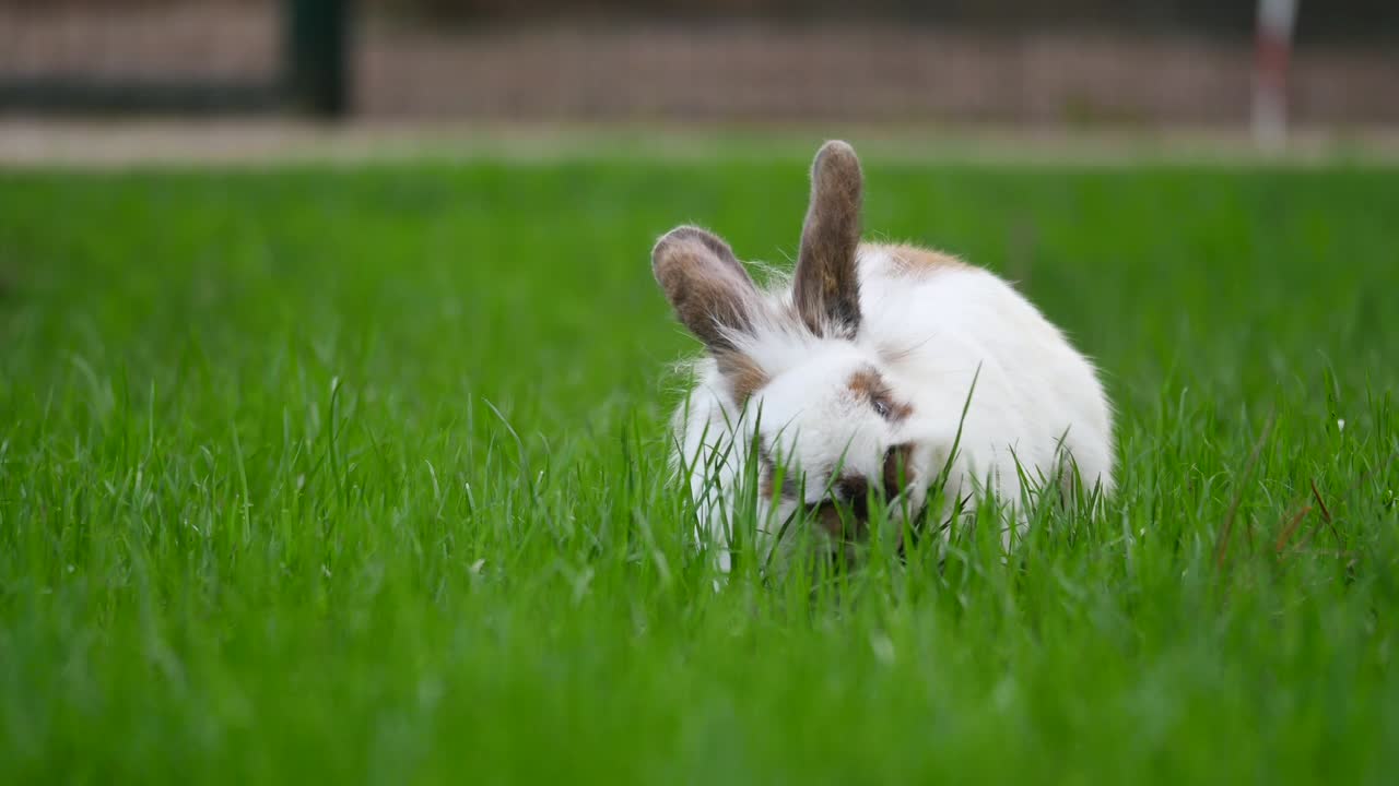 un conejo blanco y esponjoso en la hierba.