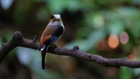 Seen-from-behind-while-perched-on-the-left-as-it-looks-back-with-food-in-its-mouth,-Silver-breasted-Broadbill-Serilophus-lunatus,-Thailand