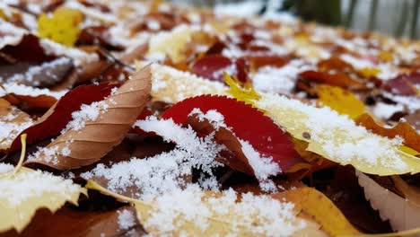a captivating view of autumn leaves blanketed with snowflakes, showcasing nature's colorful palette and the transition between seasons