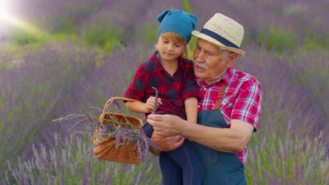 Senior-Großvater-Mit-Enkelin-Kind-Familie-Bauern-Wachsen-Lavendel-Pflanze-In-Kräutergarten-Feld