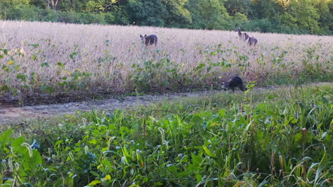 two whitetail deer grazing in mature soybean field, racoon running on trail along the field in midwest