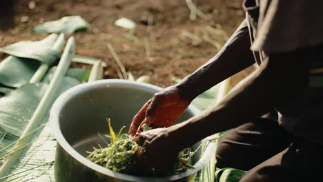 spear grass used to squeeze out banana juice into pot to make tonto in uganda