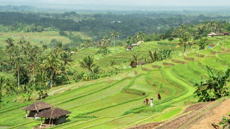 stunning rice terraces of bali, indonesia