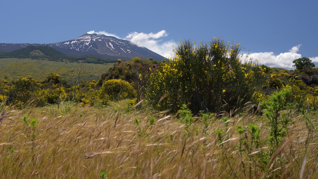 Scenic landscapes with blooming yellow flowers in spring around the volcano Mt. Etna in Sicily, Italy
