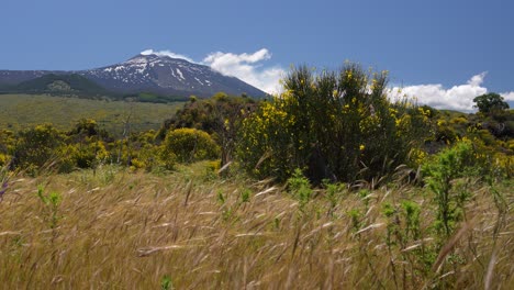 scenic landscapes with blooming yellow flowers in spring around the volcano mt. etna in sicily, italy