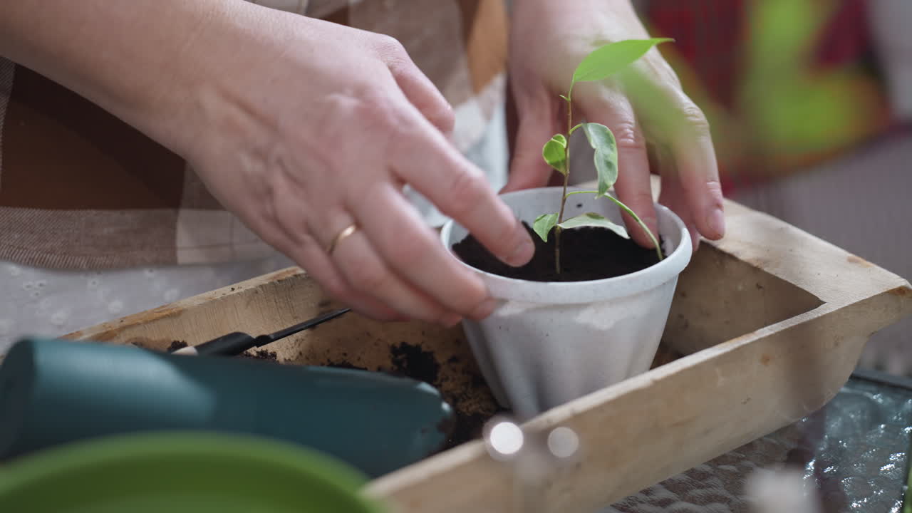 Gardener hands planting seedling with delicate roots in white plastic pot on wooden tray filled with rich soil using fingers to gently press surface for proper root contact under soft indoor light