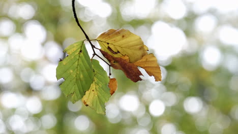 primer plano de las hojas de un árbol de haya que se mecen en la brisa mientras los colores del otoño comienzan a mostrarse en un bosque en worcestershire, inglaterra