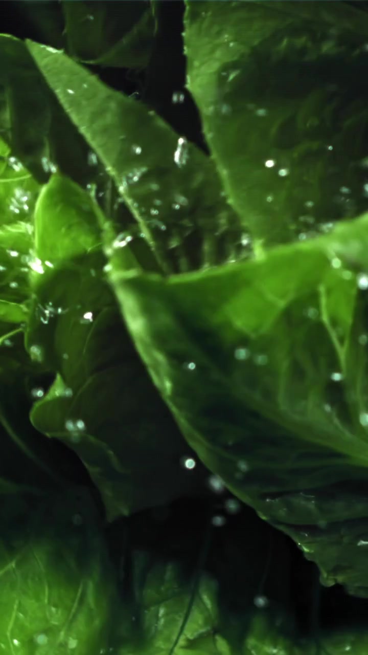 Goccioline d'acqua al rallentatore che cadono su foglie fresche di lattuga verde