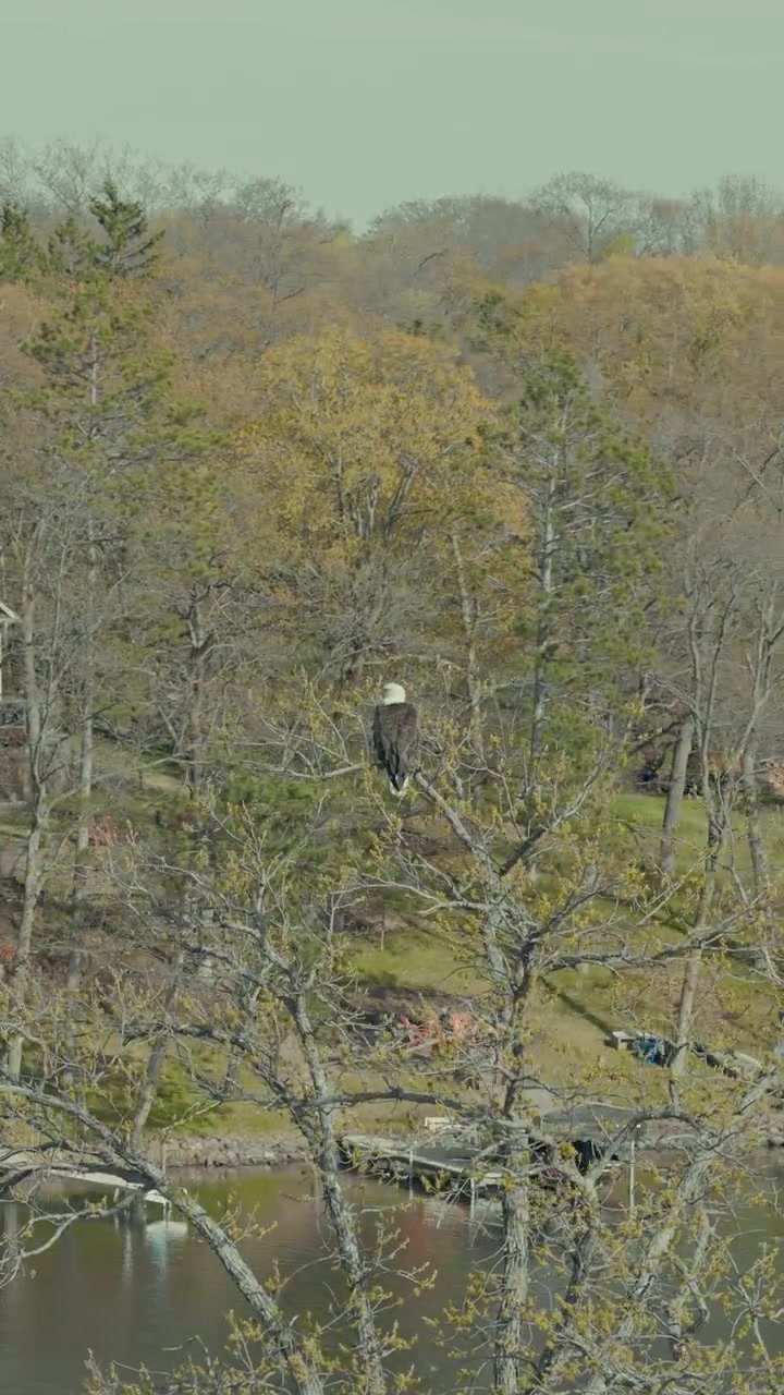 Orbita aerea verticale con aquila calva appollaiata su un albero spoglio autunnale vicino a un lago con baite lacustri e una foresta autunnale nel Wisconsin, USA.