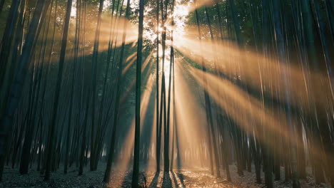 golden sunlight in a bamboo forest
