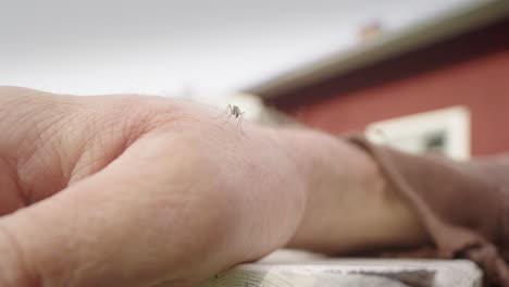 el hombre caucásico golpea al mosquito con la otra mano antes de que pueda picar.
