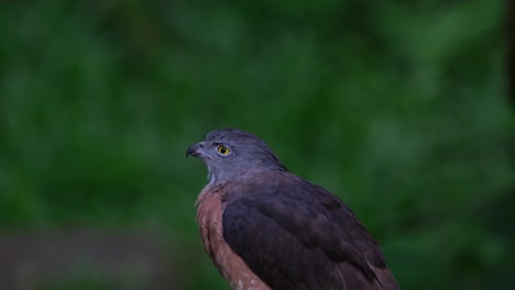 looking towards its back over its right shoulders and then turns its head to the left, chinese sparrowhawk accipiter soloensis, philippines