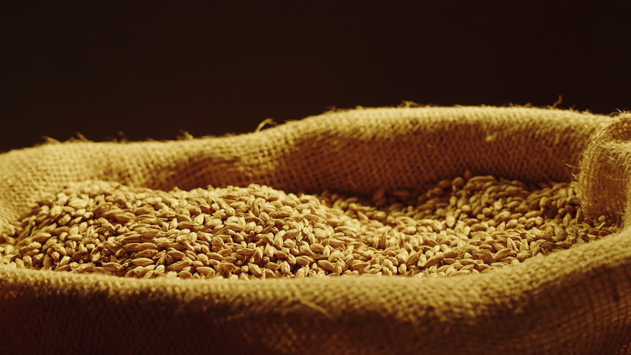 Hands pouring barley grains from a burlap sack
