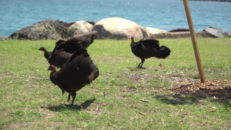 pavo salvaje picoteando en el suelo en la naturaleza junto al océano