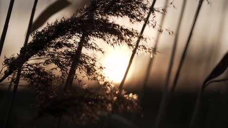 beautiful grass flowers in sunset - close up