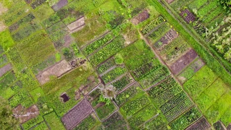 Bird's-eye-spiral-of-green-patchwork-of-traditional-Papua-New-Guinea-gardens