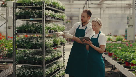 greenhouse workers inspecting plants and managing inventory