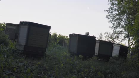 An-old-apiary-located-in-the-forest-between-tall-trees-and-high-green-grass