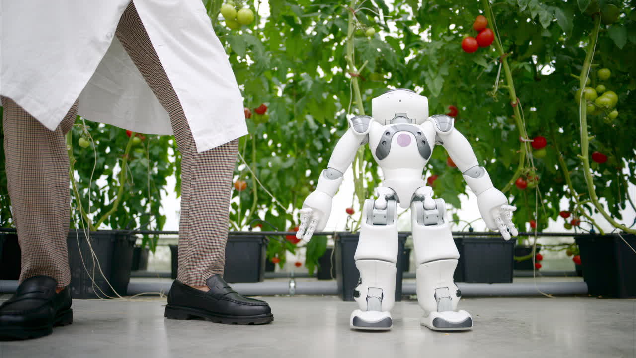 Humanoid robot dancing with a laboratory technician near rows of tomatoes in a greenhouse farm