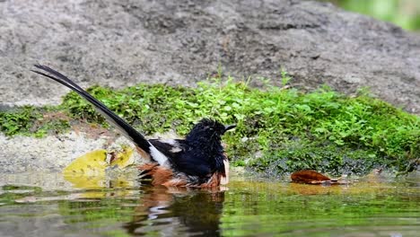 White-rumped-Shama-Baden-Im-Wald-An-Einem-Heißen-Tag,-Copsychus-Malabaricus,-In-Zeitlupe