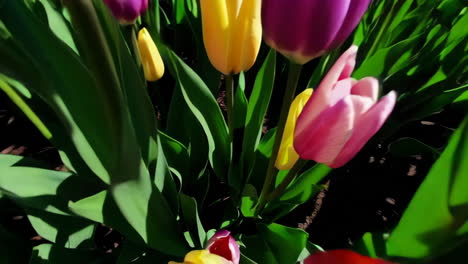 el colorido campo de tulipanes