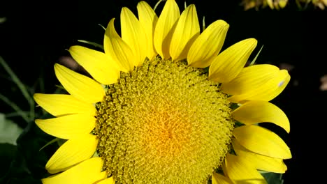 imágenes de cerca de un girasol en el campo de girasoles.