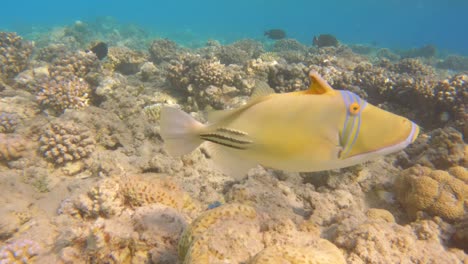 Picasso-fish-swimming-in-a-coral-reef,-close-up,-slow-motion