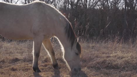 Ein-Mustang-Pferd-Weidet-Auf-Gras