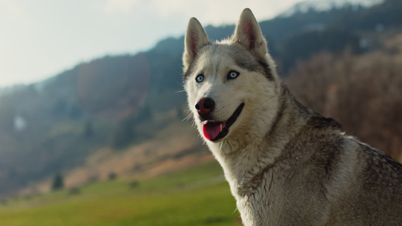 Majestic husky walking through an open alpine field at sunset, with breathtaking mountain views and golden skies in the background.