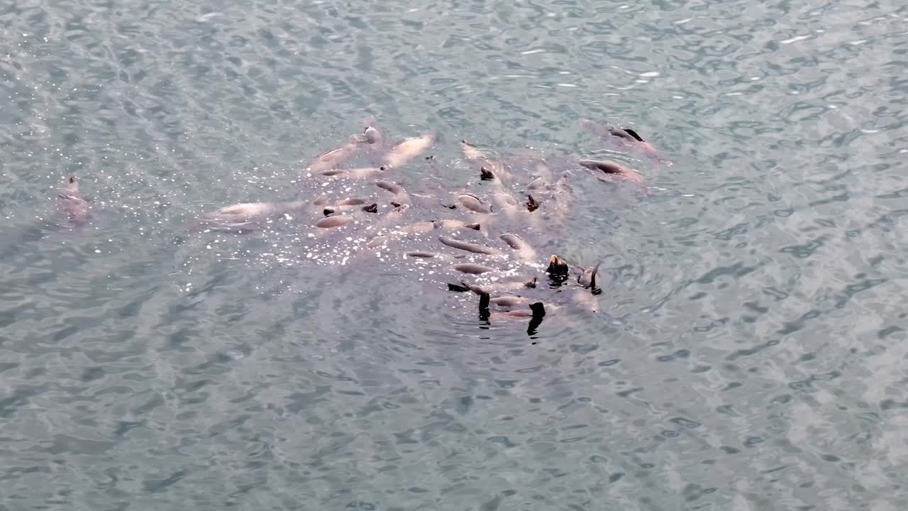 School of Fish Feeding in Clear Water