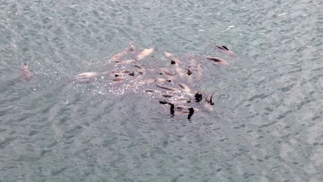 school of fish feeding in clear water