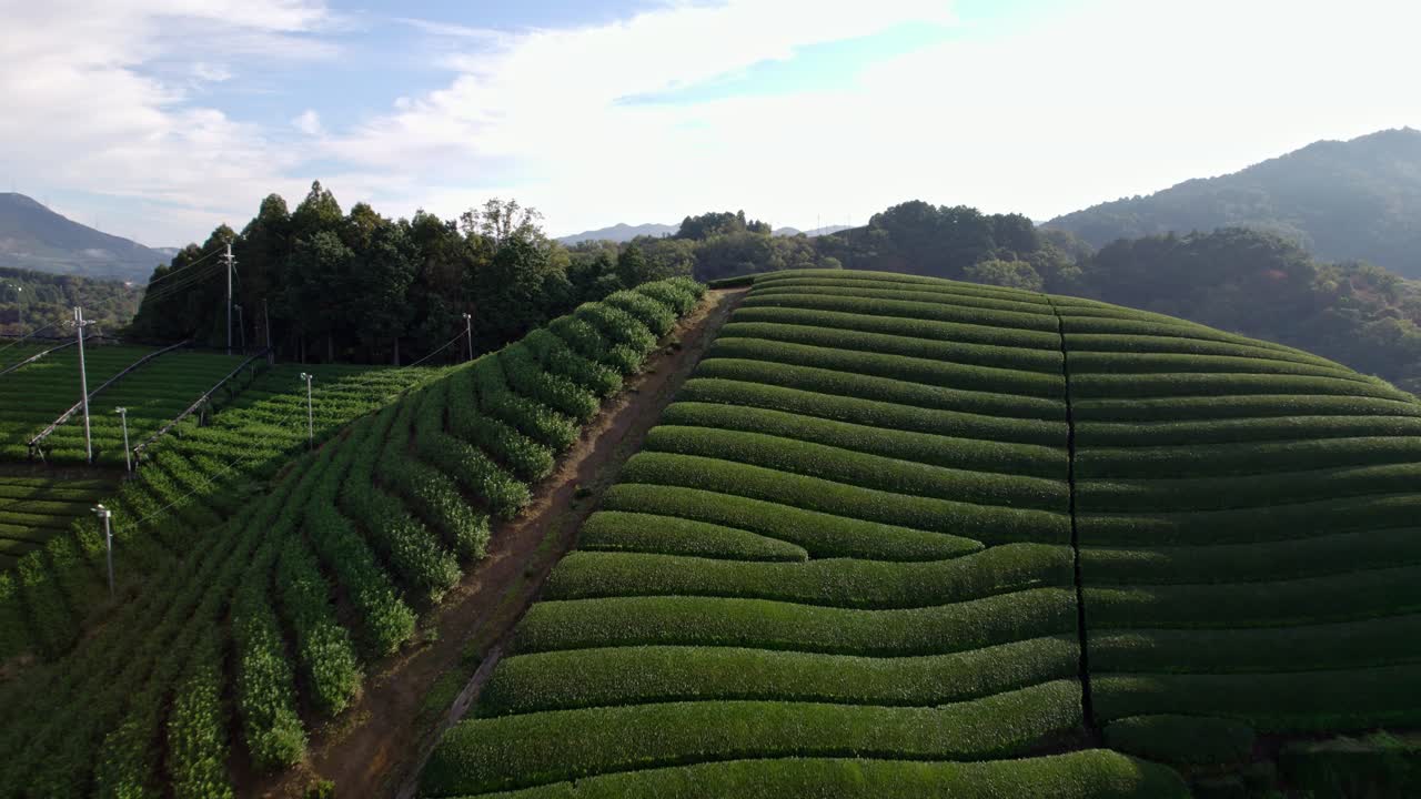 Drone Flyover of Matcha Tea Plantation Hills in Wazuka, Kyoto under Sunlight