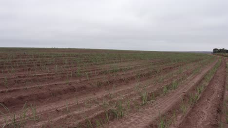 Granja-De-Caña-De-Azúcar-Filmada-Por-Un-Dron---Horizontal