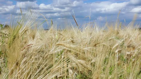 Baden-Wurttemberg-Germany.-Ears-of-wheat-on-background-of-blue-sky-and-clouds.