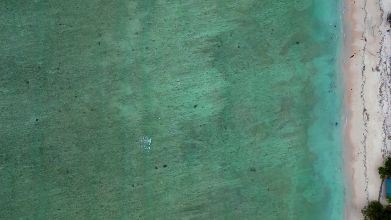 Gruppo di tartarughe marine che nuotano insieme in acque oceaniche limpide e poco profonde sopra un fondale sabbioso, a rappresentare la vita marina e la conservazione. Migliore vista aerea verticale a volo d'uccello con drone.