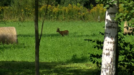 the roe buck eats grass and looks around