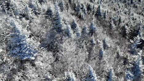 Coníferas-En-La-Nieve-En-Las-Laderas-De-La-Montaña-Del-Abuelo-Carolina-Del-Norte.