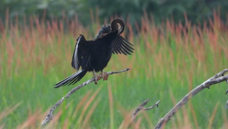 Anhinga-En-El-área-Del-Estanque-Y-Esperando-La-Caza.