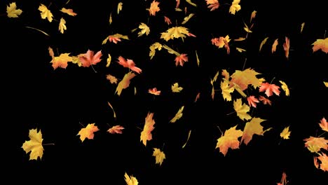 maple autumn leaves falling on black background.