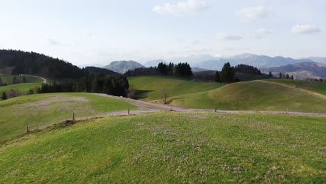 Luftaufnahme,-Die-Sanfte-Wiesen-Mit-Lila-Krokussen-Unter-Einem-Klaren-Himmel-Zeigt-Und-Einen-Atemberaubenden-Blick-Auf-Die-Fernen-Schneebedeckten-Berge-Bietet