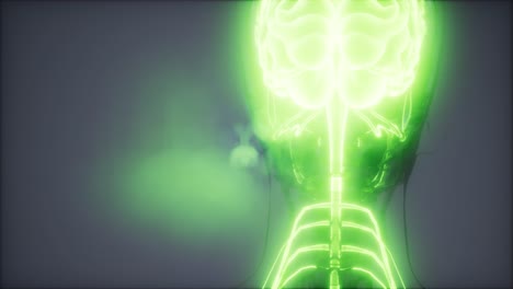 examen de radiología del cerebro humano
