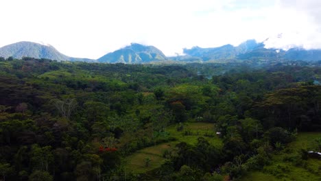 Drone-shot-of-a-forest