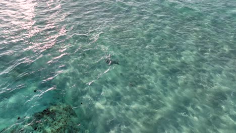 Vista-Desde-Arriba-De-Una-Raya-Bajo-Un-Mar-Azul-Claro-En-Filipinas